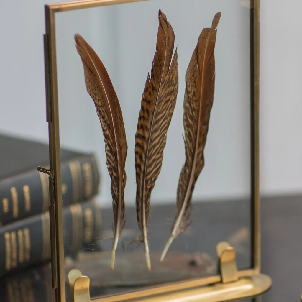 The Audubon™ Solid Brass Specimen Frame