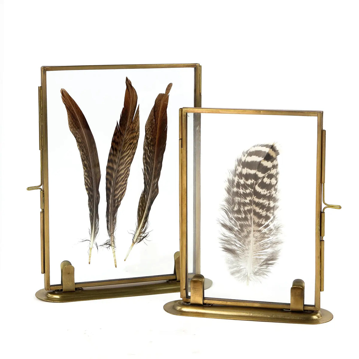 The Audubon™ Solid Brass Specimen Frame