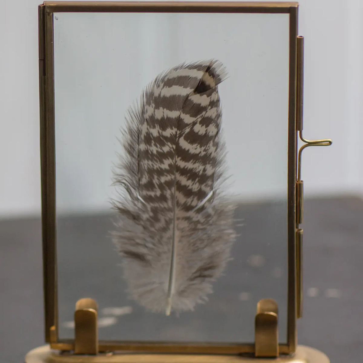 The Audubon™ Solid Brass Specimen Frame